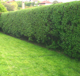 Hedge after cutting